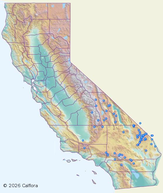 グリーヴァ 生ト死 Eriogonum wrightii var. wrightii - Calflora