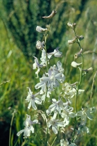 Delphinium parryi ssp. blochmaniae