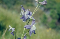 Delphinium parryi ssp. blochmaniae