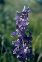 Delphinium parryi ssp. blochmaniae