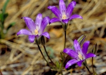 Brodiaea jolonensis