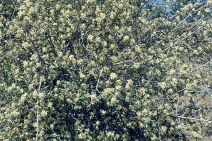 Amelanchier pallida