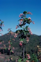 Ribes malvaceum var. viridifolium