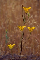 Calochortus clavatus