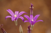Brodiaea jolonensis