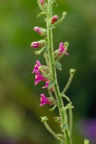 Antirrhinum thompsonii