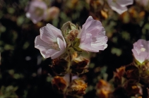 Sidalcea hickmanii ssp. anomala