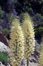 Hesperoyucca whipplei