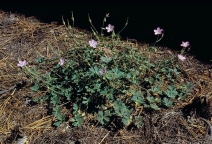 Geranium californicum