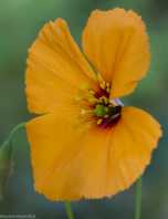 Papaver heterophyllum
