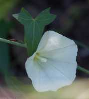 Calystegia purpurata