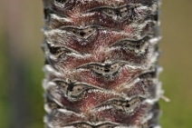 Echium pininana
