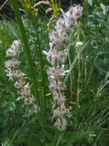 Stachys albens