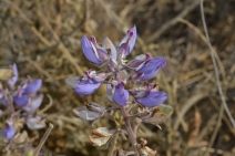 Lupinus formosus var. robustus