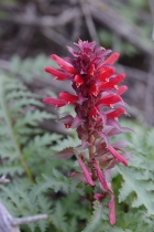Pedicularis densiflora