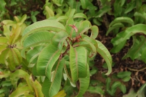 Malosma laurina