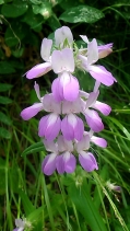 Collinsia bartsiifolia var. davidsonii