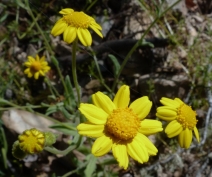 Monolopia gracilens