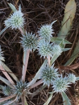 Eryngium armatum