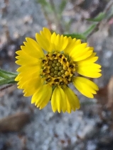 Deinandra corymbosa