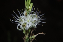 Chlorogalum pomeridianum var. pomeridianum