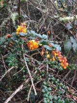 Berberis darwinii