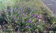 Echium plantagineum
