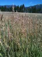 Bromus inermis ssp. inermis