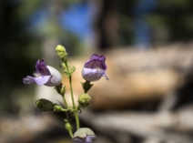 Penstemon rattanii