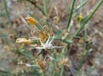 Chondrilla juncea
