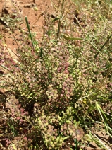 Lepidium pinnatifidum