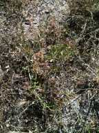 Lepidium virginicum ssp. menziesii