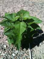 Catalpa bignonioides