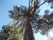 Pinus ponderosa var. benthamiana