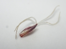 Carex concinnoides