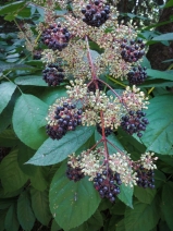 Aralia californica