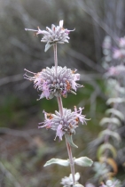 Salvia leucophylla