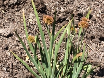 Juncus ensifolius