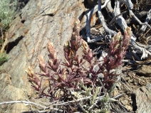 Castilleja plagiotoma