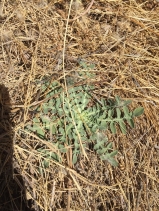 Centaurea iberica