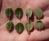 Ceanothus verrucosus