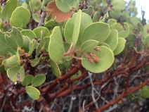 Arctostaphylos parryana