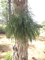 Phoradendron juniperinum