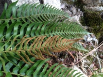 Polystichum imbricans ssp. curtum