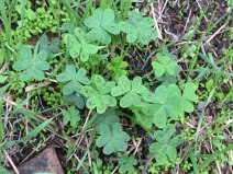 Oxalis pes-caprae