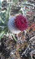 Cirsium occidentale var. compactum