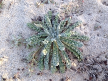 Nemacaulis denudata var. denudata