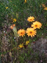 Dimorphotheca sinuata