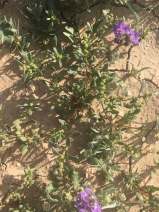 Monolepis nuttalliana
