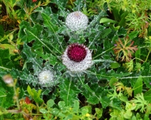 Cirsium occidentale var. compactum